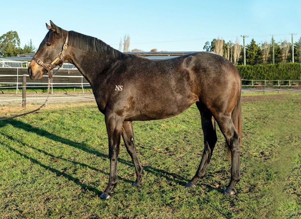 Reliable Man Filly Tops Digital South Island Sale