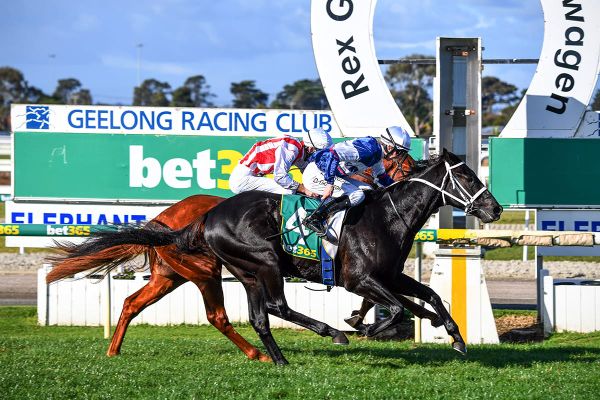 Wairere Falls scores on big day for NZ breds