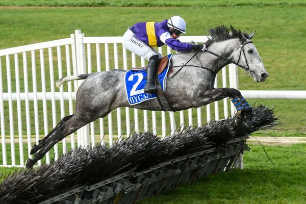 Steeplechase features beckon Woodsman