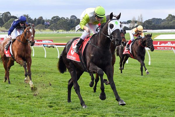 Gelagotis looks towards the spring with gelding
