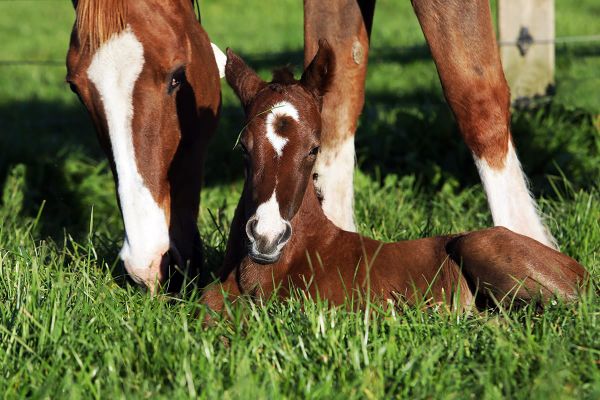 NZTBA to host Educational afternoons