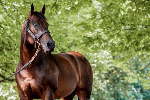 Ocean Park shares spoils with Savabeel