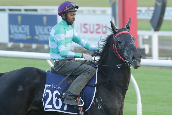 Solid debut expected from regally bred gelding