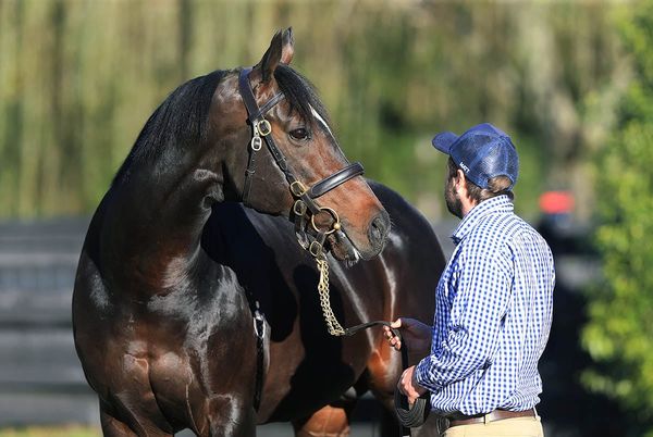 Sweynesse champion first season sire