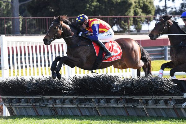 NZ jumpers dominate Sandown meeting