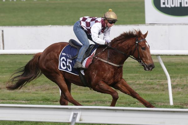 Babylon Berlin to make much anticipated debut at Rotorua