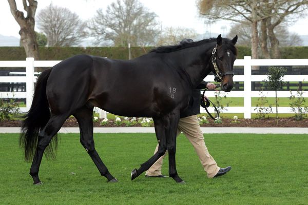 Cambridge stallions on show