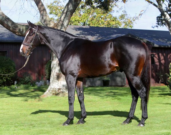 Brighthill launch Pearl Series bonus