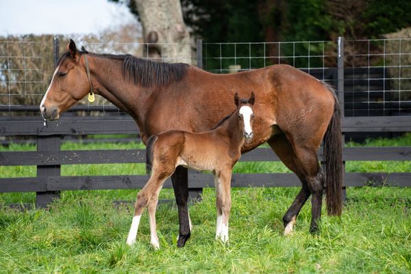 First foal for Eminent