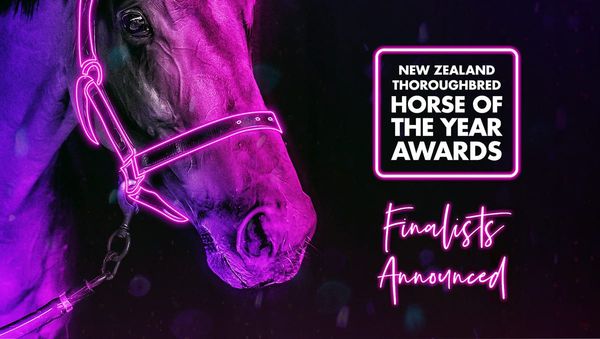 New Zealand Thoroughbred Horse Of The Year Awards Finalists