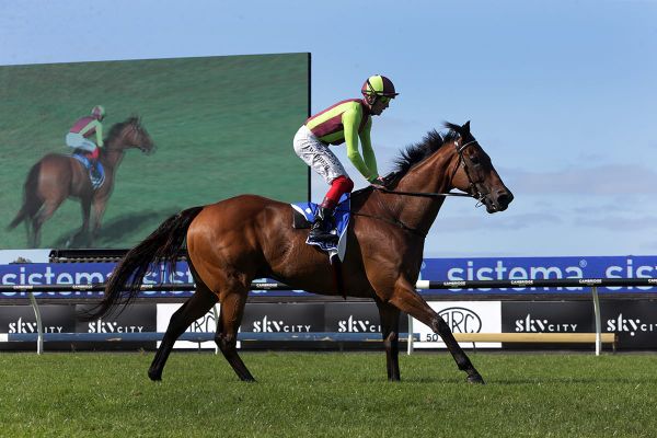 Julius on track for Foxbridge Plate assignment