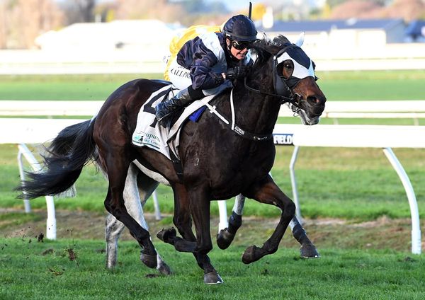 Rosewood chases elusive stakes win