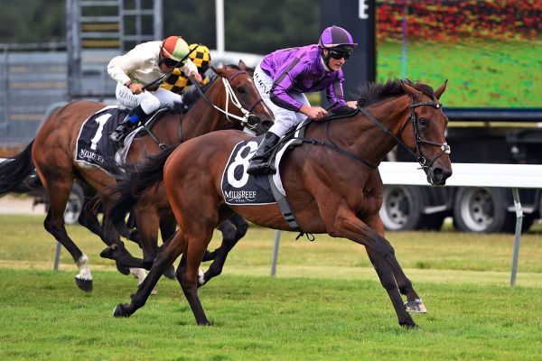 Veteran galloper to resume at Hawera