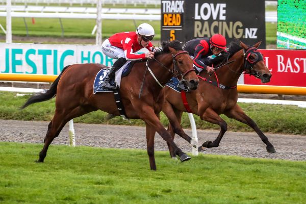 Savvy Lad primed for Flemington target