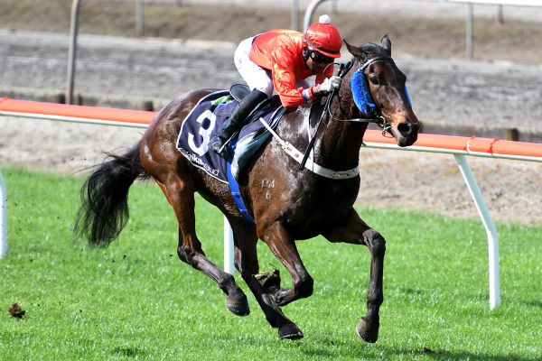 Timberlake on song at Matamata