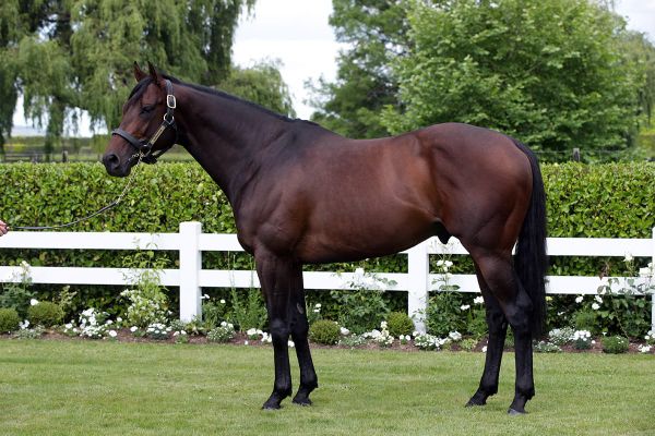 Demand for Almanzor youngsters continues