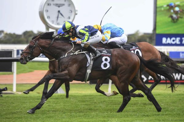 Plum draw for Brandenburg