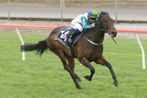Cornflower Blue shortens for Guineas