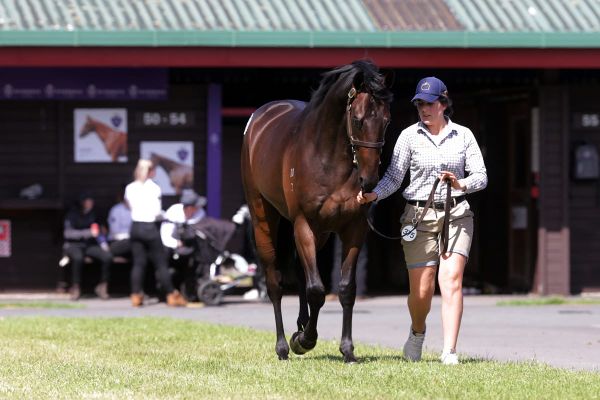 New NZB Ready to Run Sale Trainer Series