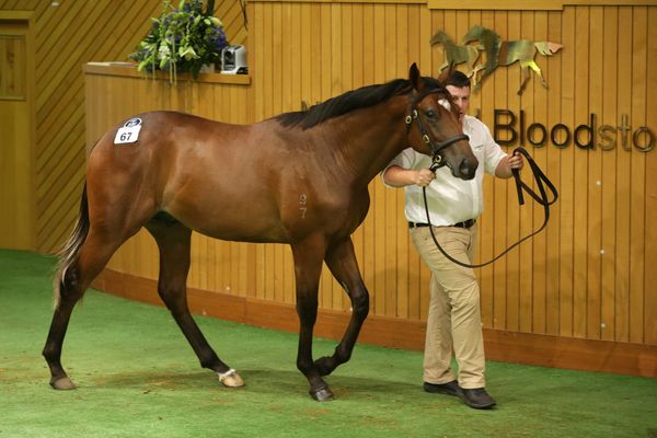 Cadenabbia breaks through in Sydney