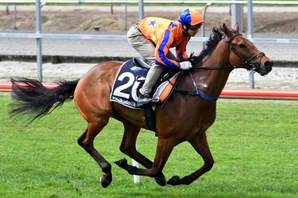 Matamata hit-out for Te Akau duo