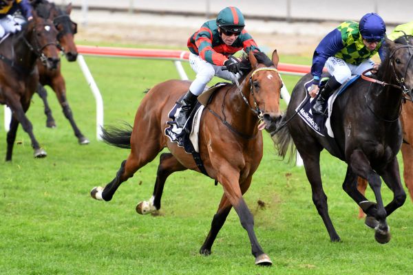 Promising start for Wexford three-year-old