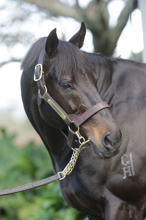 Exciting Savabeel three-year-olds emerging