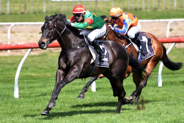Super Pursuit impresses at Tauranga