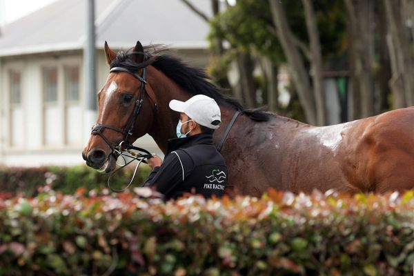 Classy colt gets job done