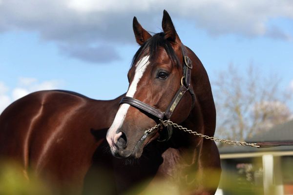 An Outstanding Wave of Talent on Offer at Ready to Run Sale