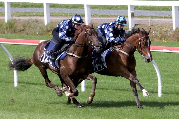 NZB Breeze Ups Give Juveniles a Natural Advantage