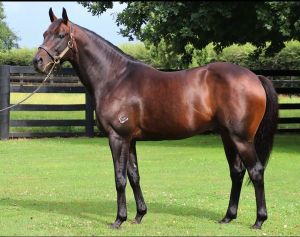 Winners flowing for Mongolian Khan