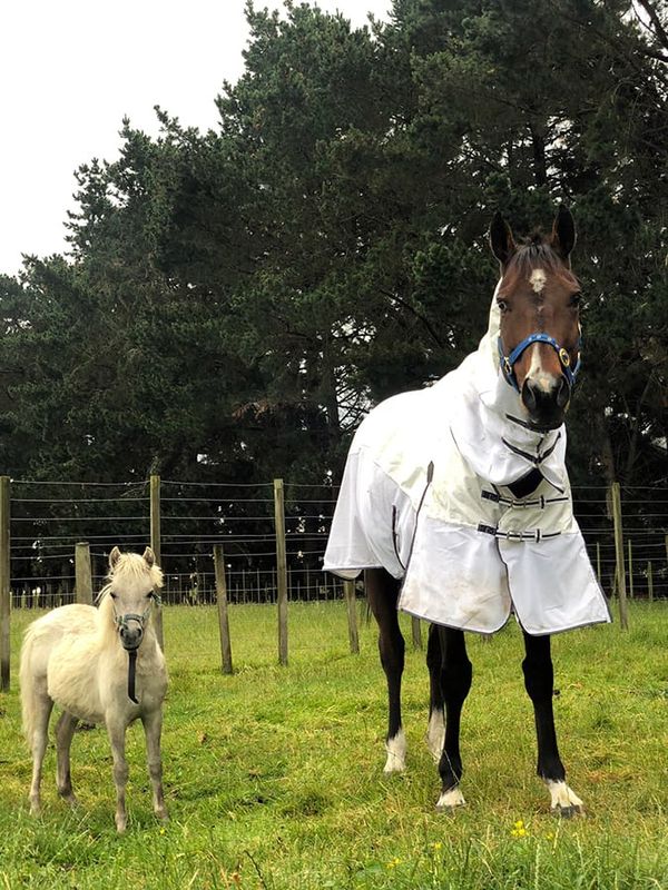 Hong Kong heroes become Welfare Ambassadors