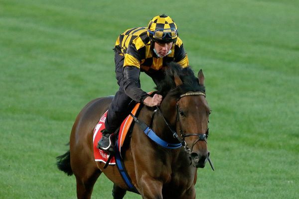 Plum draw for Probabeel