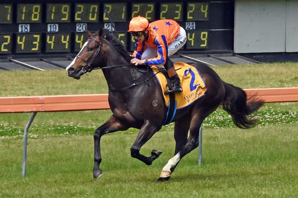 Sophisticardo wins in eventful debut