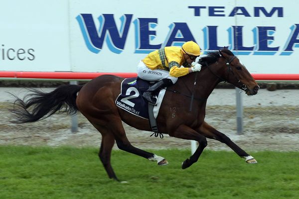 Tavi Mac takes Matamata Cup