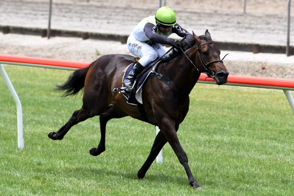 Tokorangi primed for Soliloquy