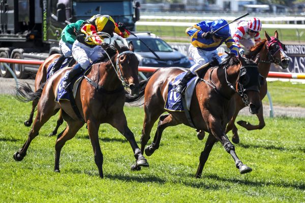 Dragon Storm takes out thrilling New Zealand Cup