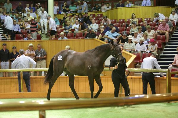 Karaka 2021 Yearling Catalogues Out Now