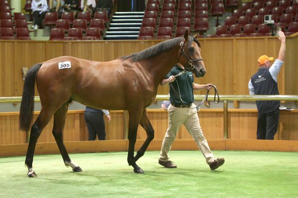 Perry snares Classic colt