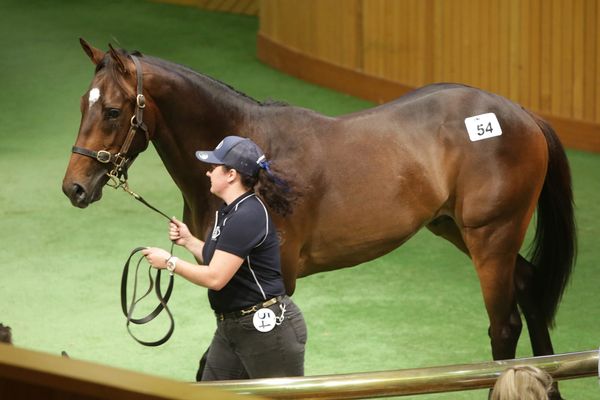 Expectations Exceeded on Day One of NZB’s Ready to Run Sale