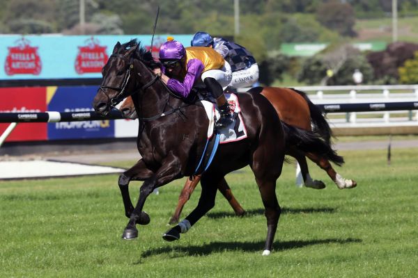 Elephant favoured in first