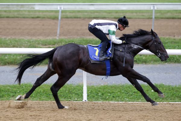 Million outlook bright for unraced colt