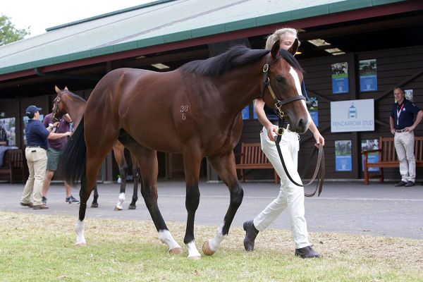 Karaka 2021 Yearling Inspection Tours