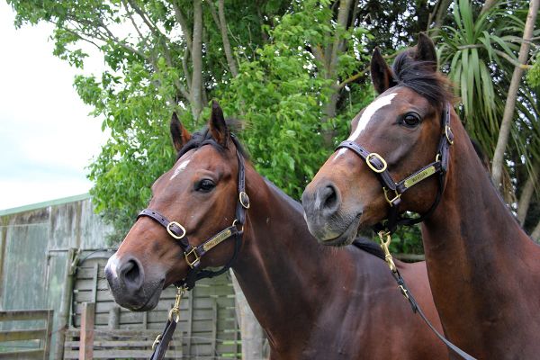 Former Hong Kong stars begin new career