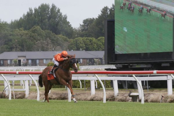 Royal Performer all business come raceday