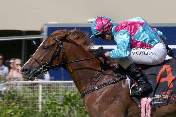 Showoroses upsets in Te Rapa feature
