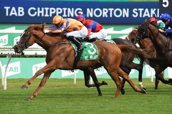 Te Akau Shark retired