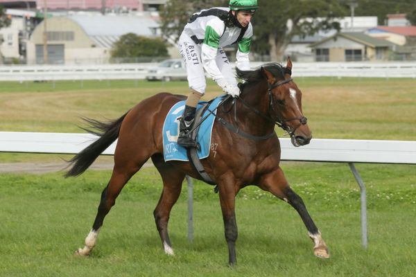 The Irishman pleases at Te Aroha