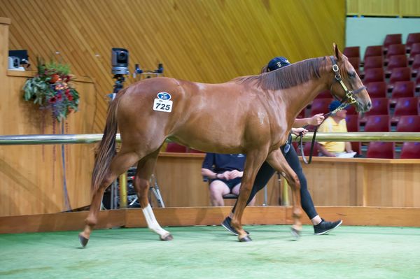 Solid Trade Continues Into First Session of Book 2